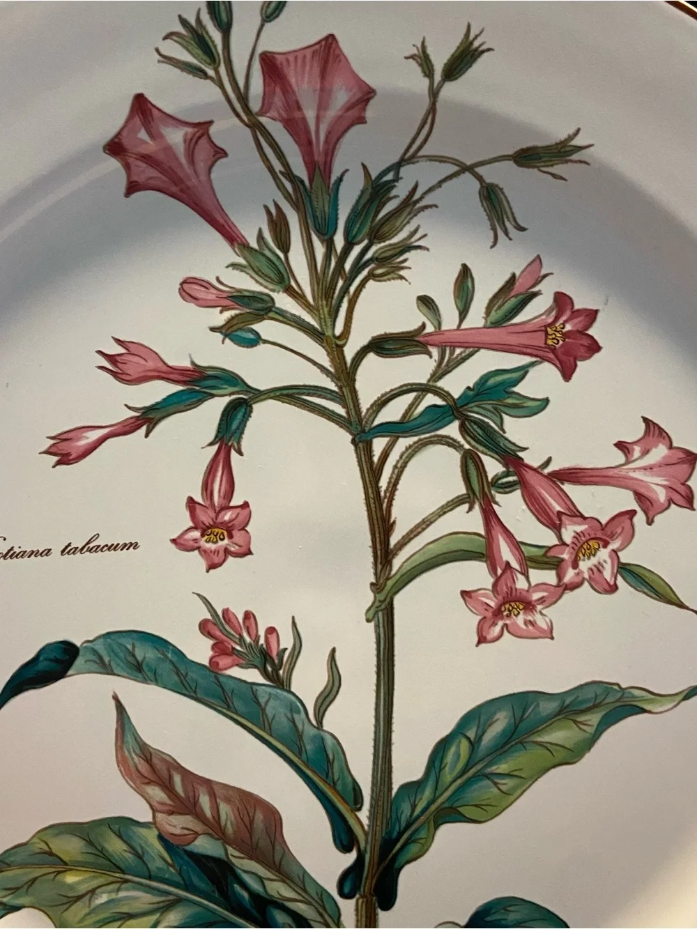 Villeroy & Boch Botanica Nicotiana Tabacum 12.5” Chop Plate Platter Porcelain  E